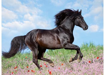 Ravensburger - Majestic Horses Puzzle 200pc