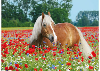 Ravensburger - Horse in the Poppy Field Puzzle 500pc