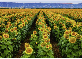 Ravensburger - Fields of Gold Puzzle 1000pc