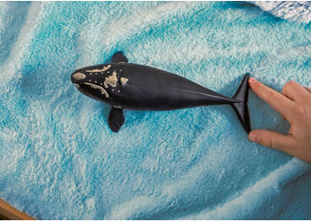 Schleich - North Atlantic Right Whale             