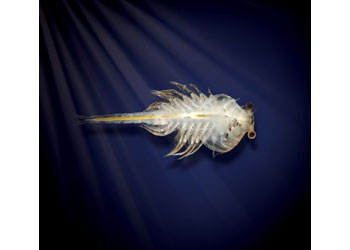 Aqua Dragons - Deep Sea Habitat with LED Lights