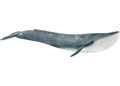 Schleich - Blue Whale